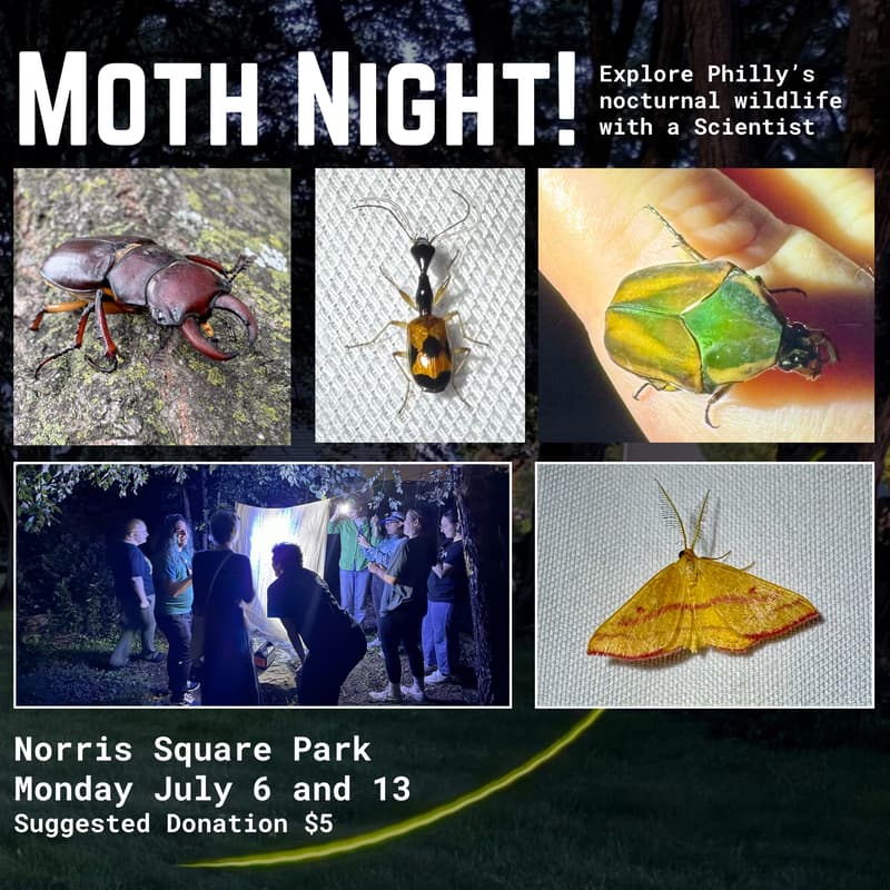 Cover Image for Moth Night at Norris Square Park