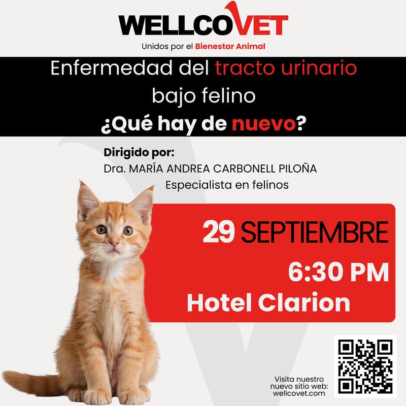 Cover Image for Charla WellcoVet: Enfermedad del tracto urinario bajo felino ¿Qué hay de nuevo?