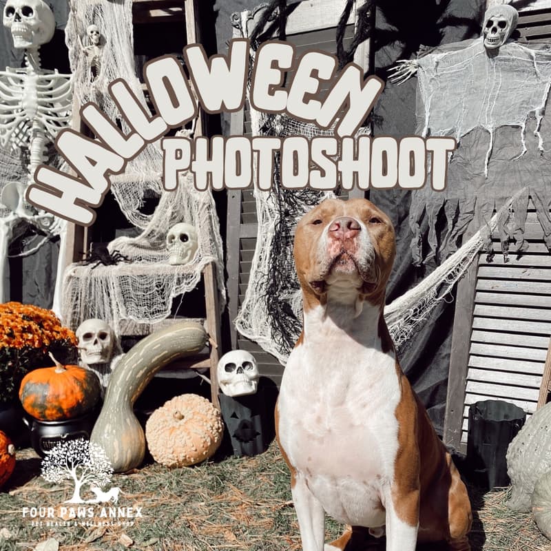 Cover Image for Haunted Halloween Photoshoot 👻📸