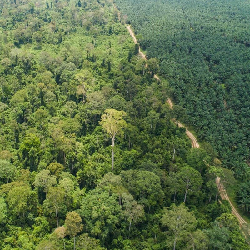 Cover Image for Conservation challenges in Sabah - a 40-year view