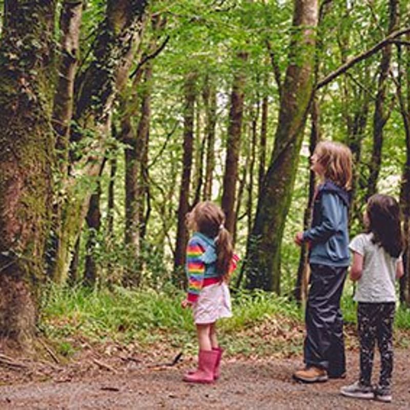 Cover Image for Forest School Experience - 25 June