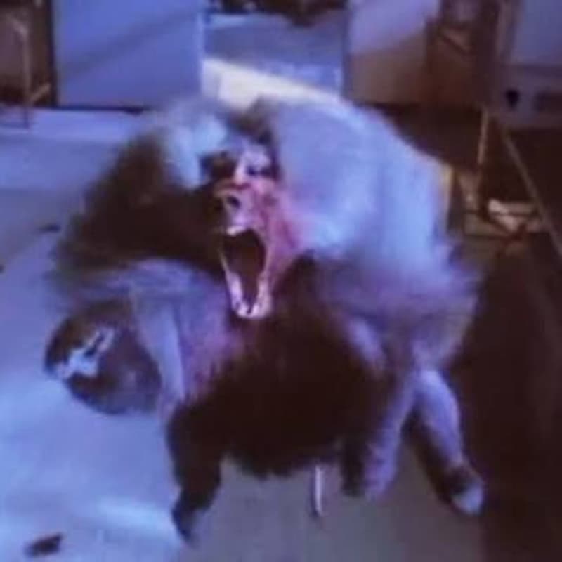 Cover Image for B-Movie Night: Shakma (1990) (Online)
