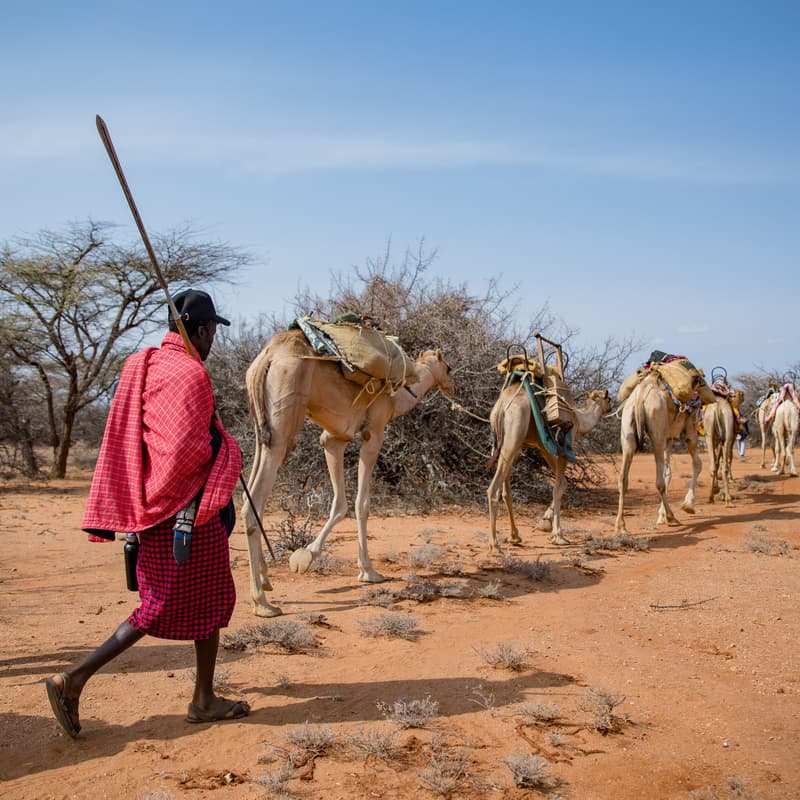 Cover Image for Beyond IYRP: Where the Herds Lead Us. Pastoralism, Rangelands and the Future We Choose.