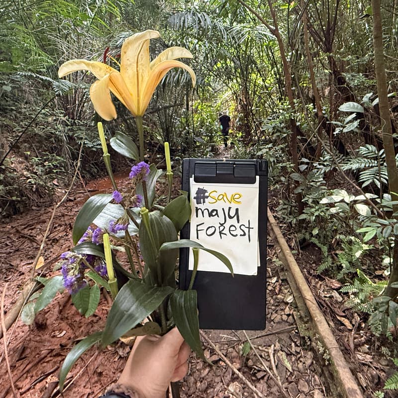 Cover Image for 🦕🌳 Dinosaur Tree Forest Walk