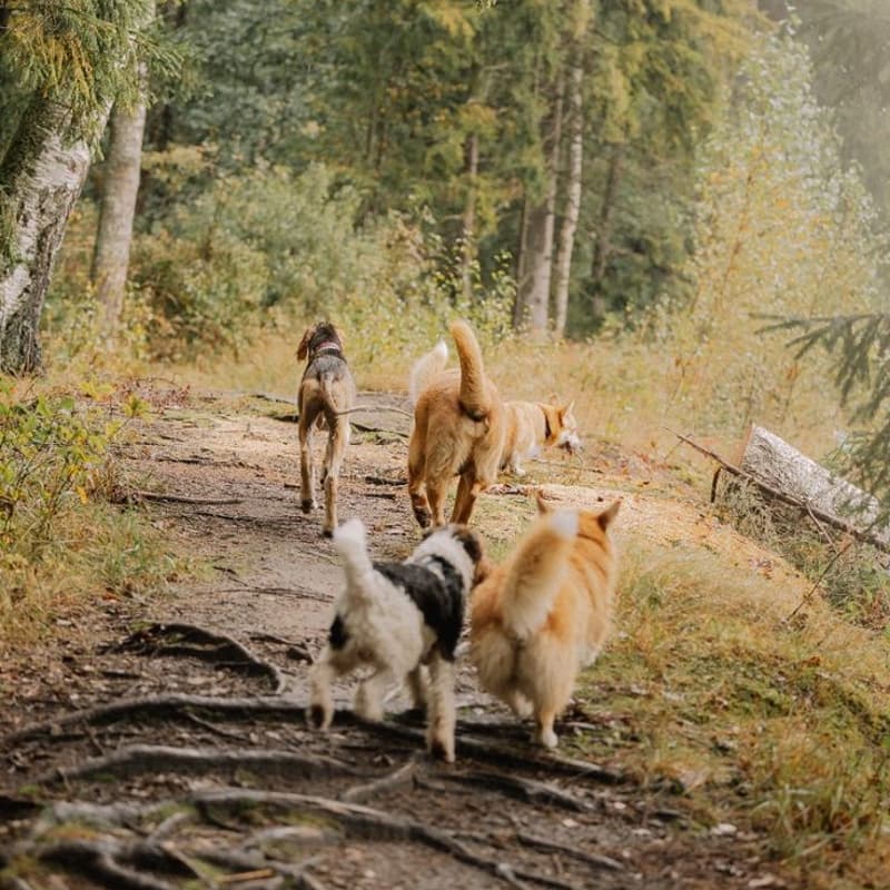 Cover Image for Balade toutes races au Bois des Bruyères