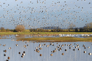London Wetland and Wildlife Trust Walk