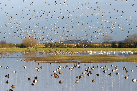 London Wetland and Wildlife Trust Walk