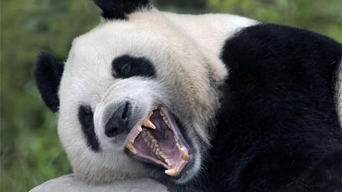 Halloween at Panda's