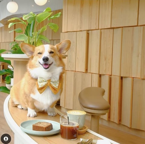 BuildHer x Corgi FoundHer Breakfast
