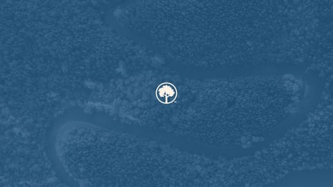 Trees on the Timeline: Where Forests Fit into SBTI's New Carbon Removal Mandate