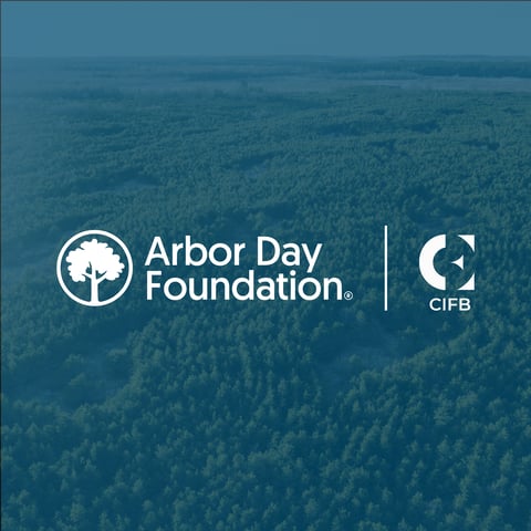 Trees on the Timeline: Where Forests Fit into SBTI's New Carbon Removal Mandate