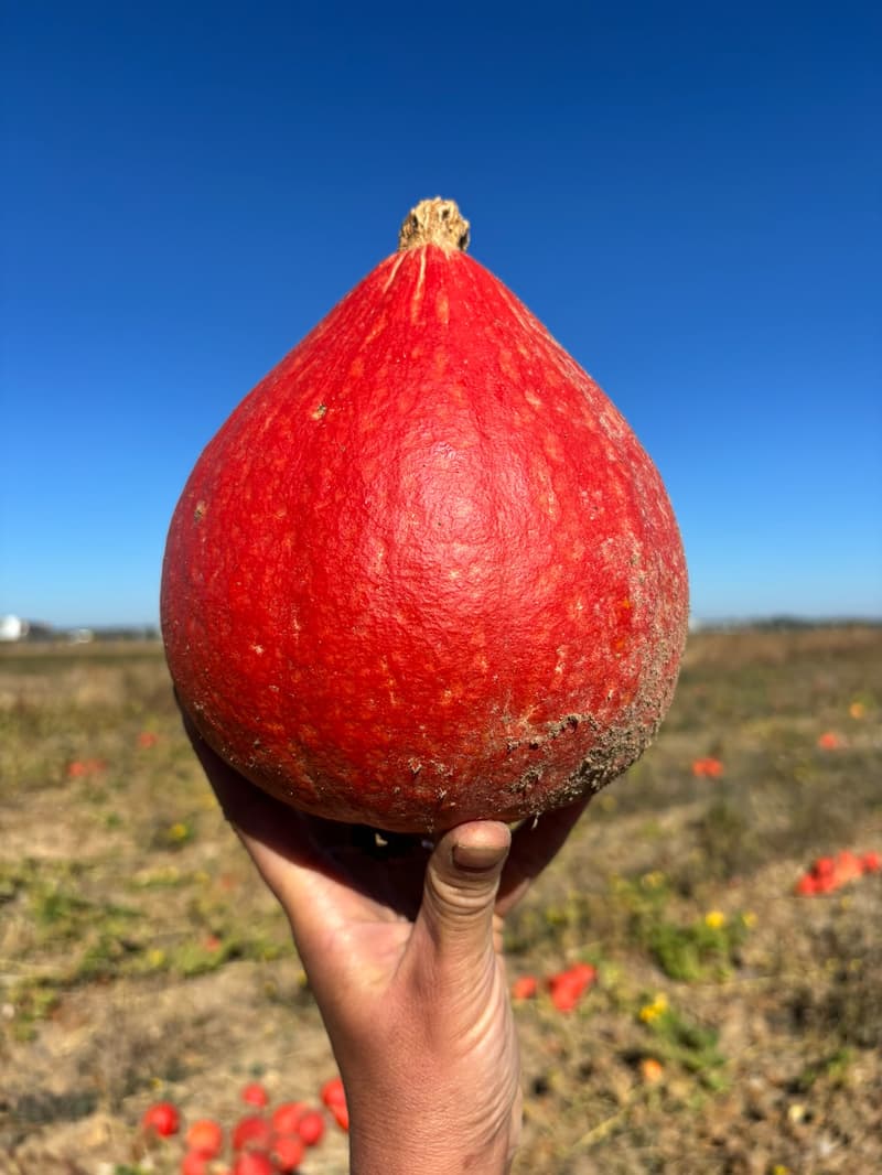 Chantier AMAP 🎃 courges et récolte de graines