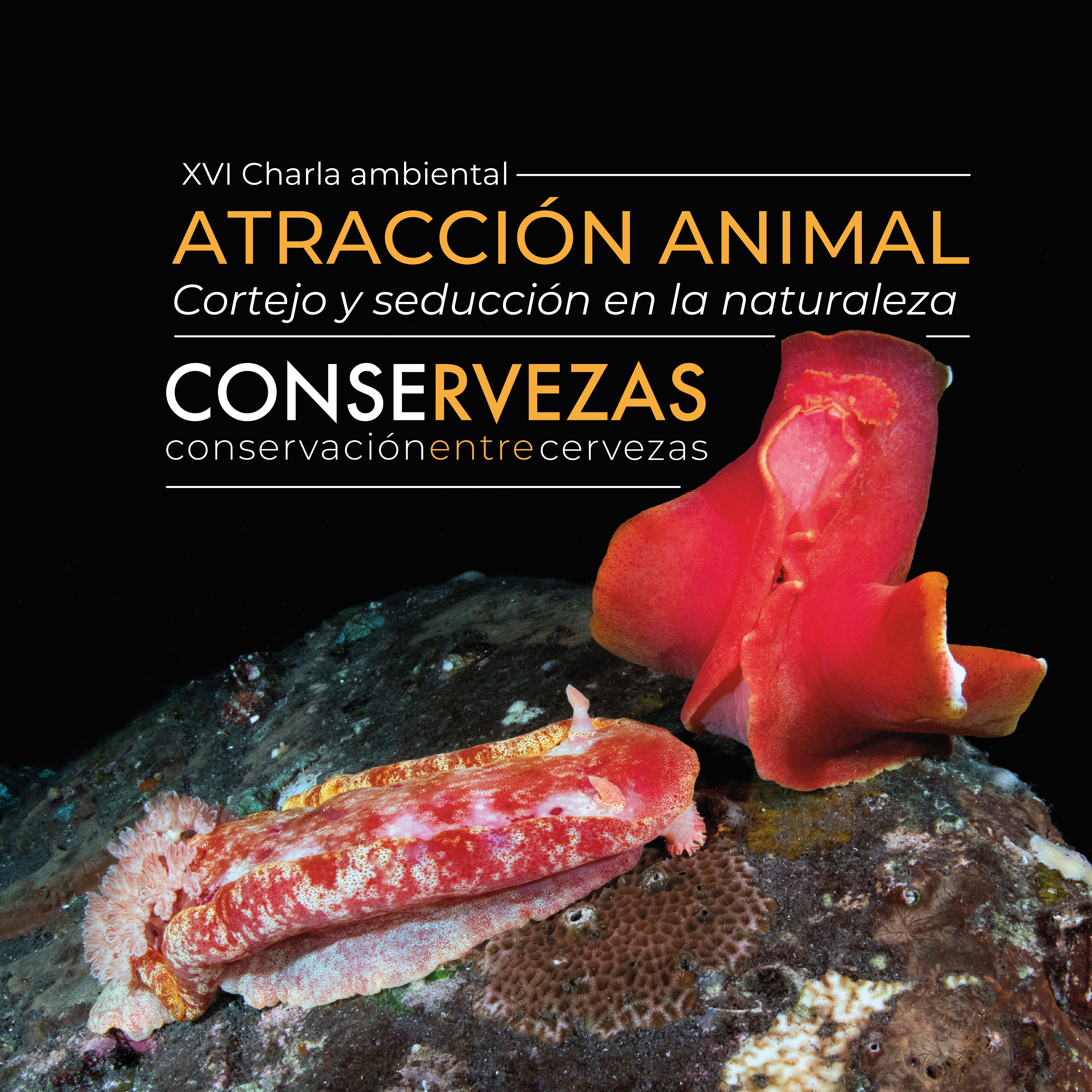ATRACCIÓN ANIMAL - Conservezas XVII