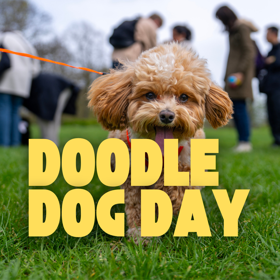 Doodle Dog Day