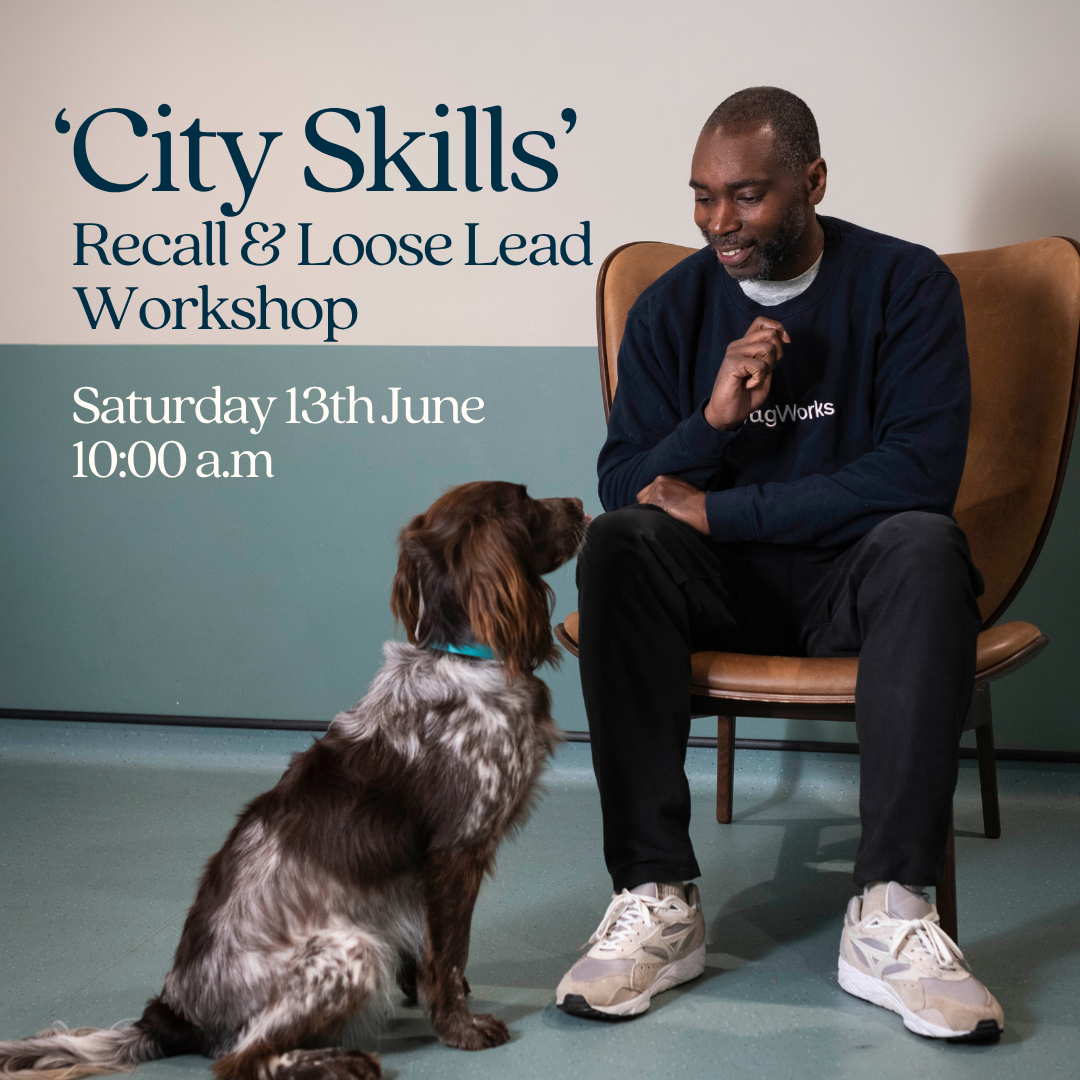 Cover art for #'City Skills' Recall & Loose Lead Workshop — WagWorks Fulham