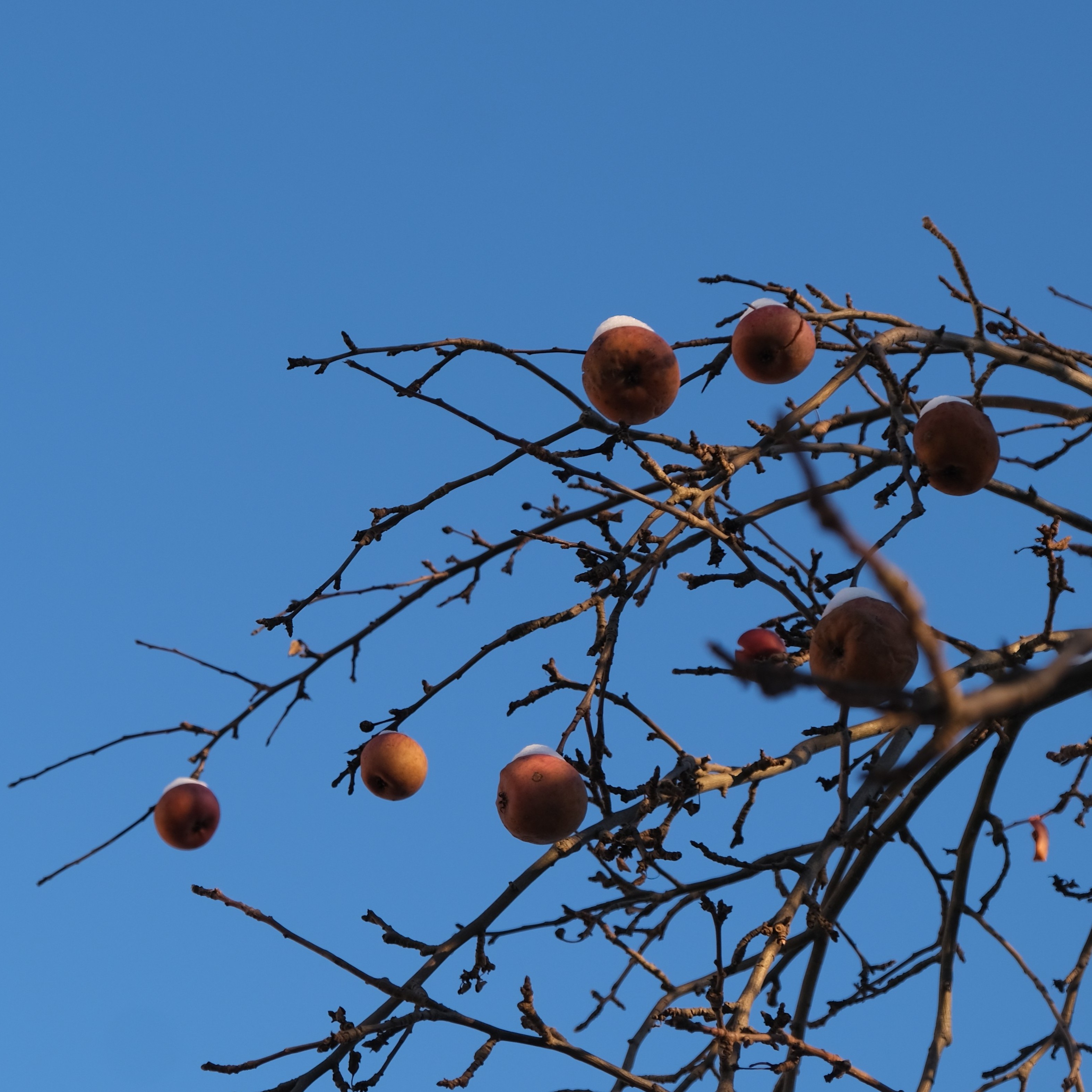 Phenological perspectives: Creating observation protocols for sensing more-than-human lifeways