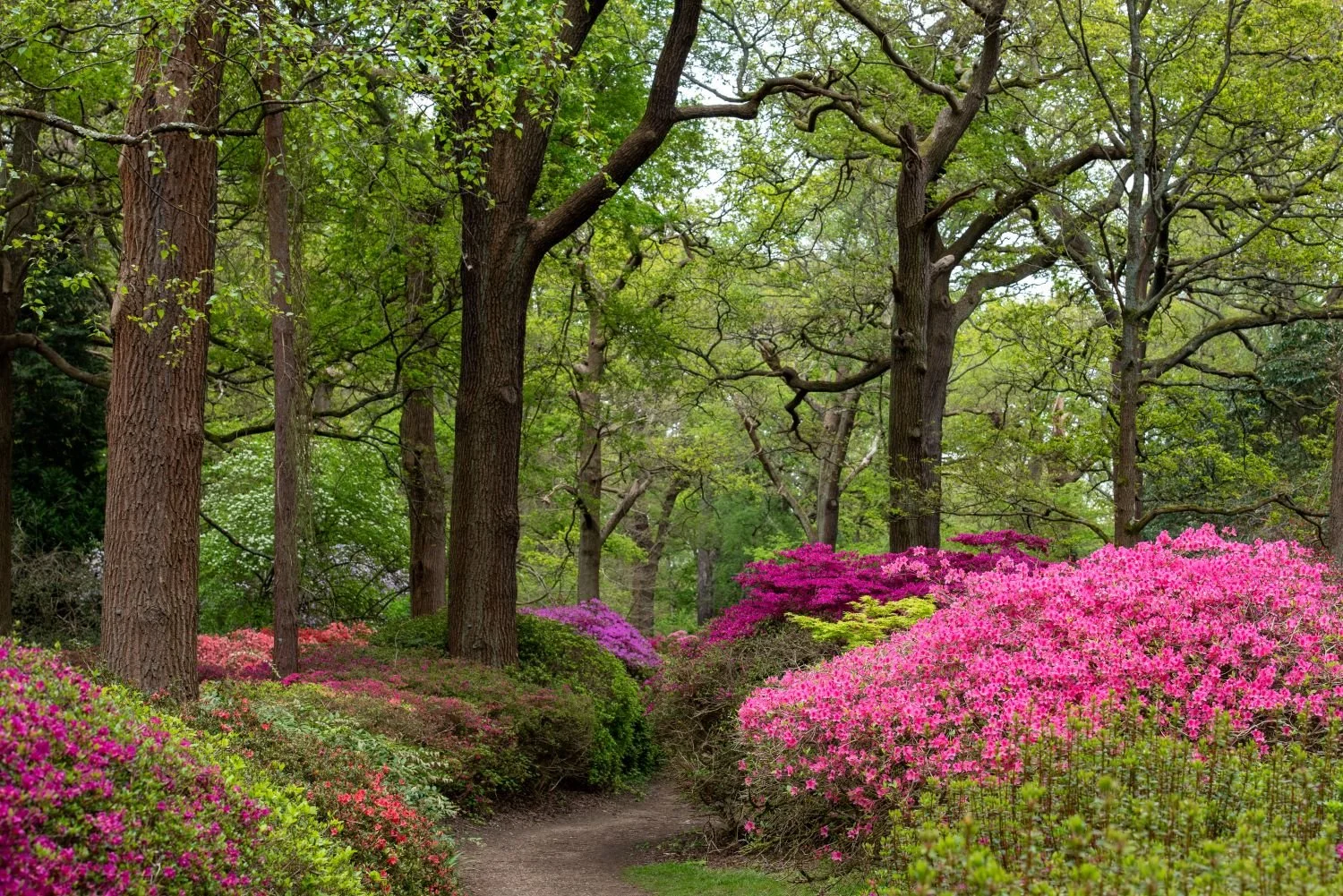 Sekcja spacerowa: Richmond Park i Isabella Plantation