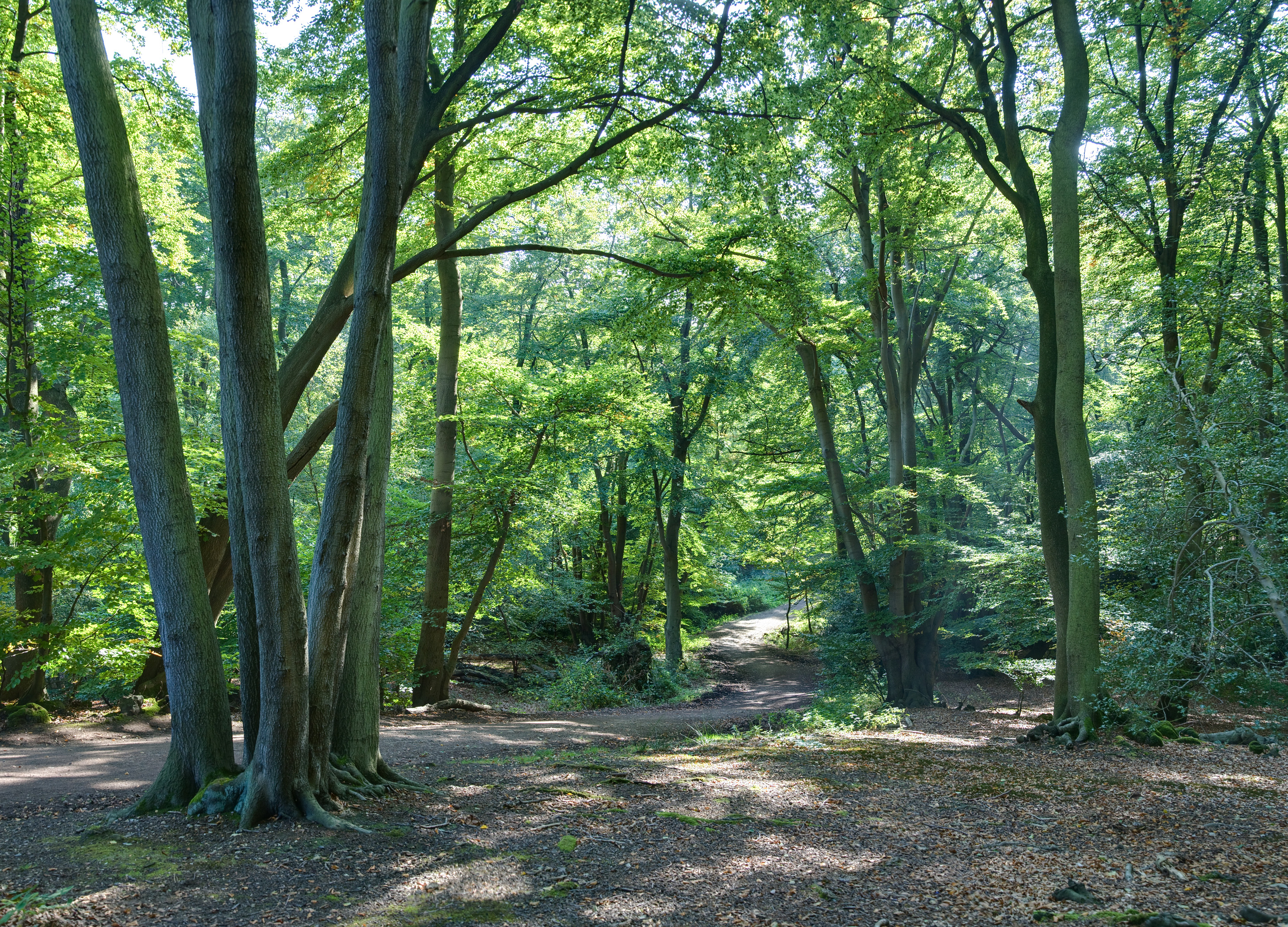 Day Hike to Epping Forest