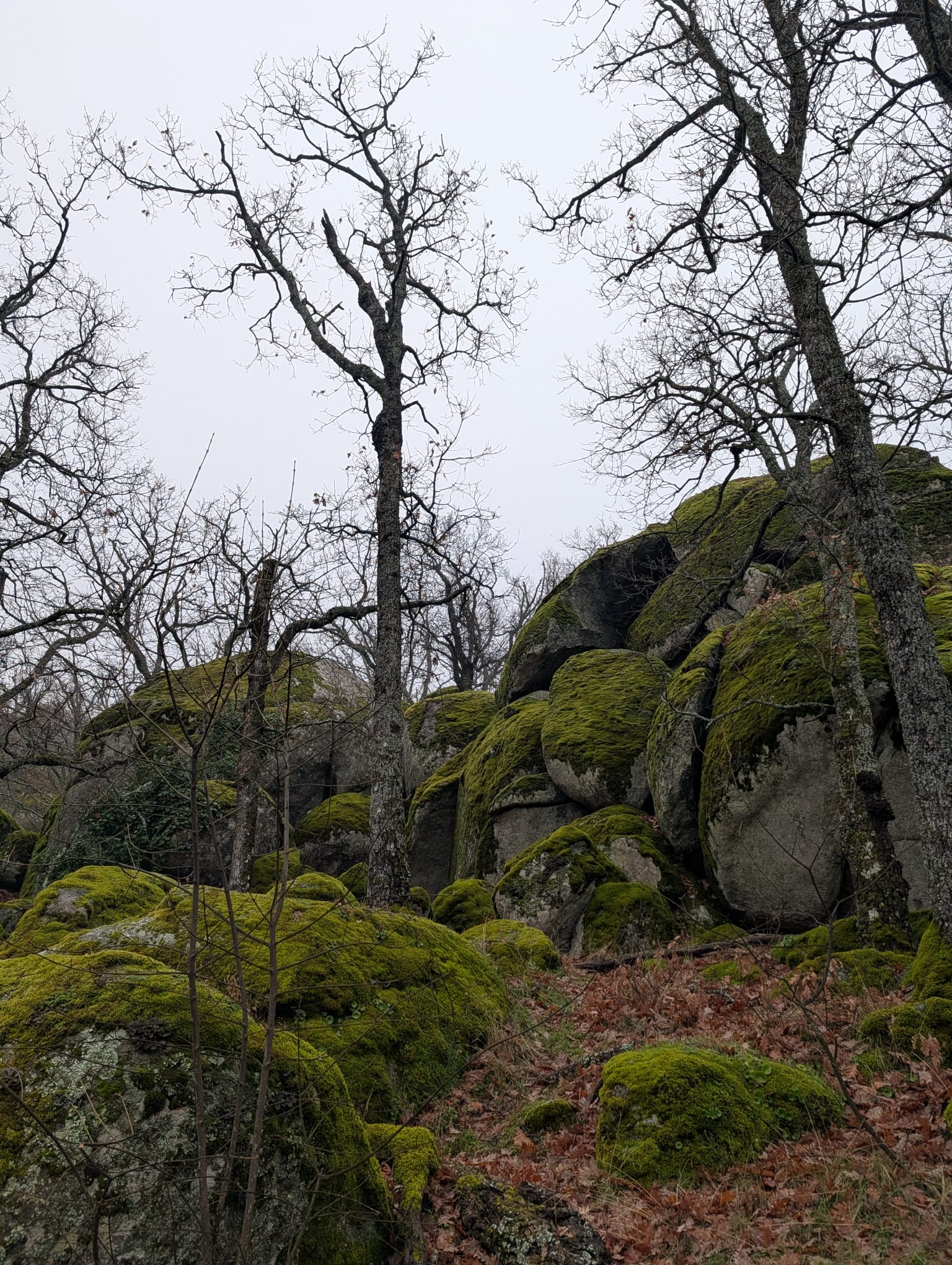 Laboratorio de Conexión: Ruta en Bosque de La Herrería