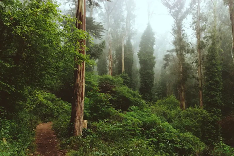 Yup, That’s Poison Oak - SF Forest Hike