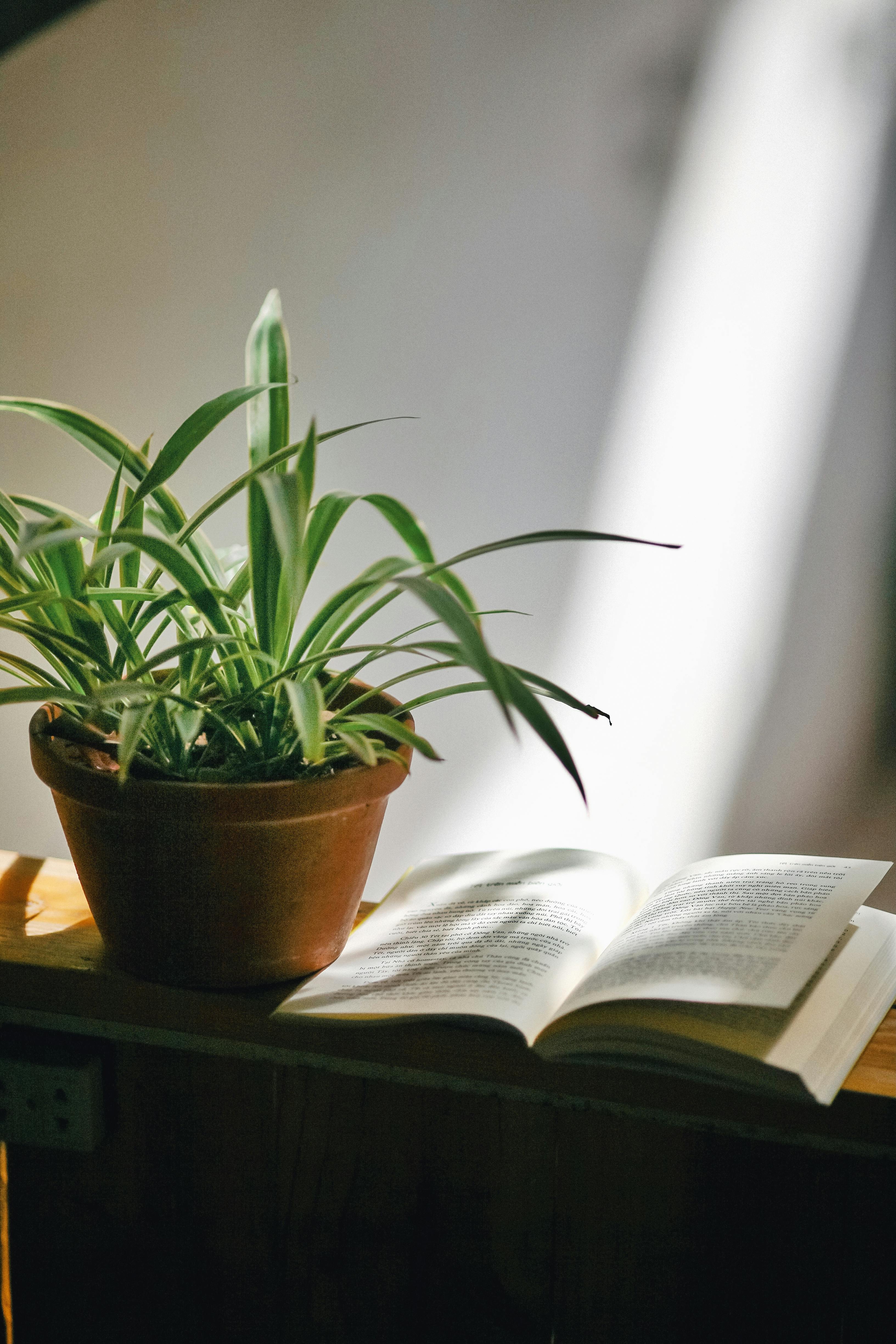 Therapist Chillout: Book & Plant Swap