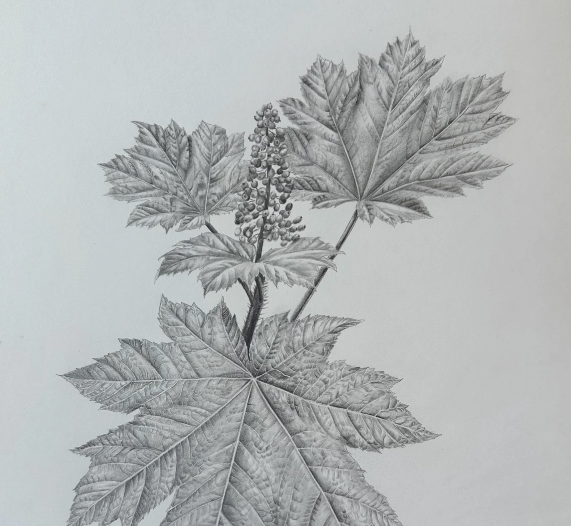 Cover art for #Botanical Drawing — Local Economy