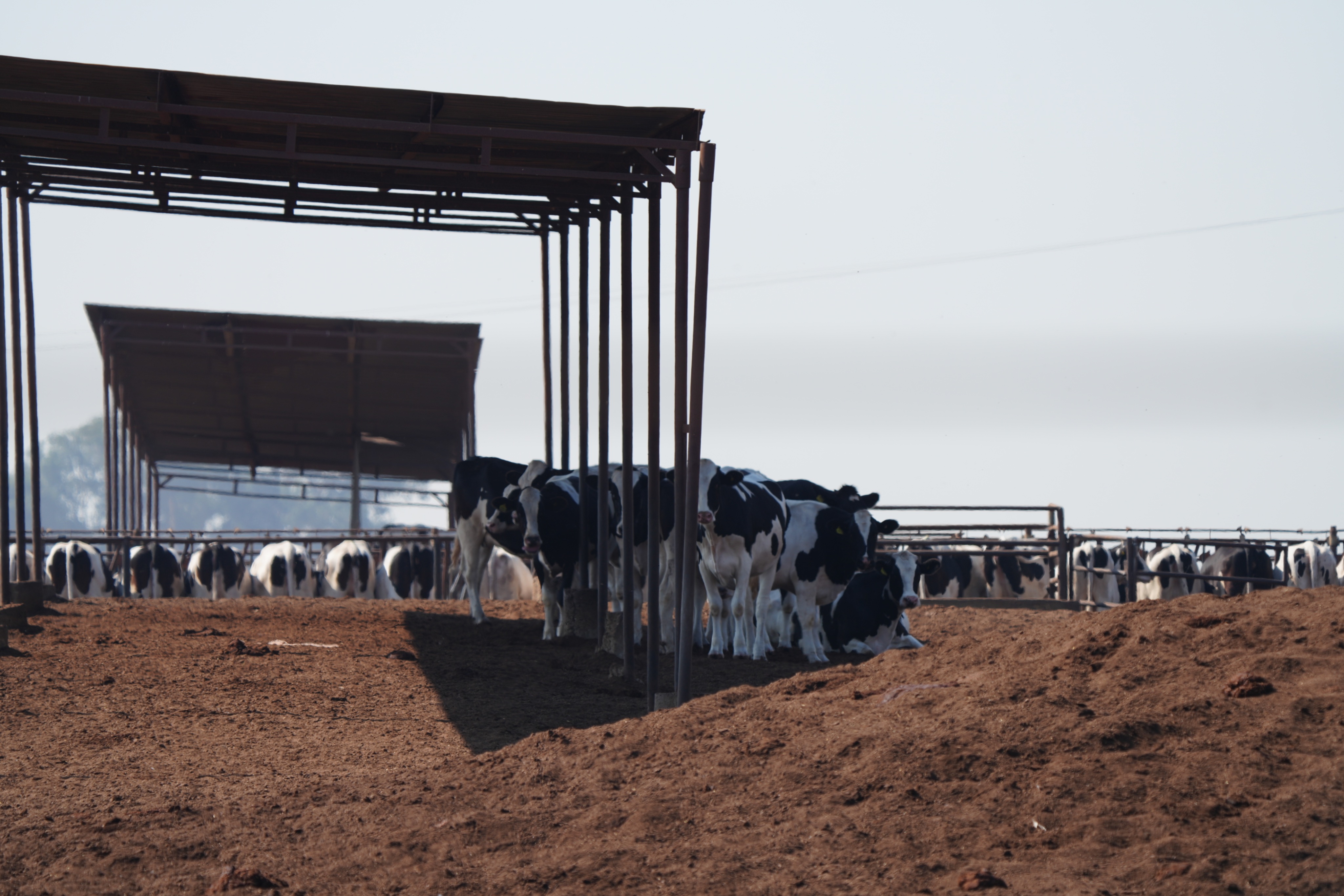 Revs' London: factory farming & climate change
