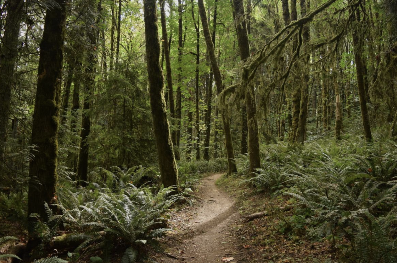 Portland Laid Off Hiking Group — Lower Macleay Park Reset