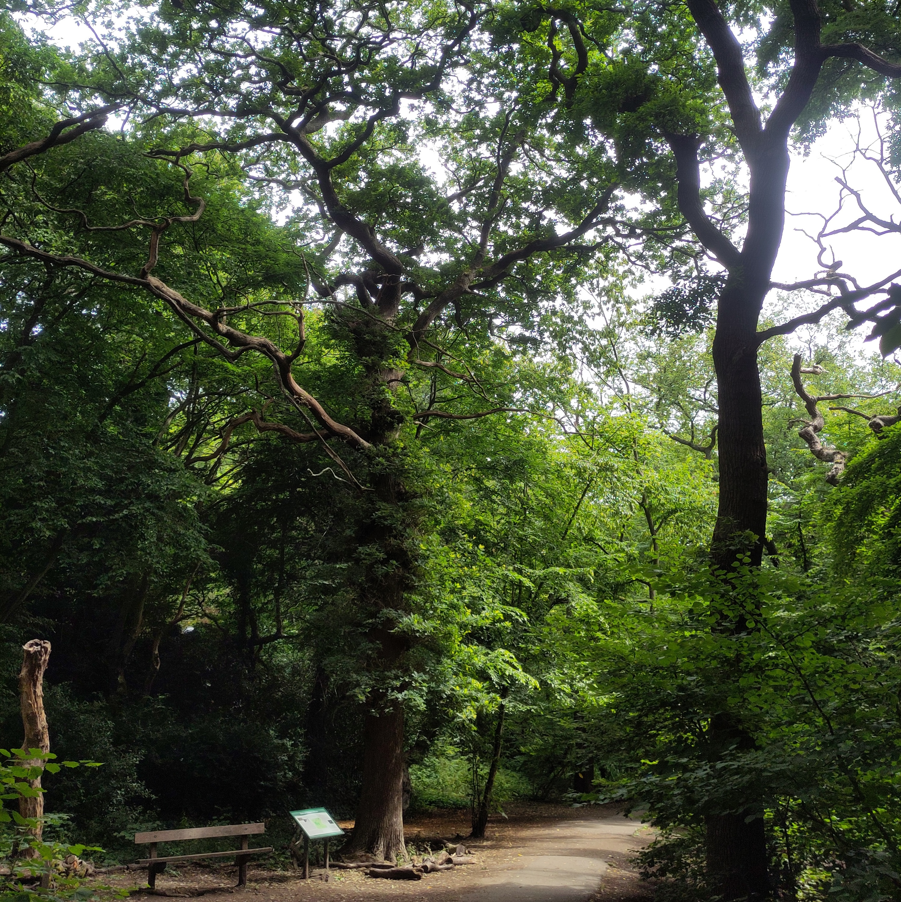 London Tree Appreciation Walk