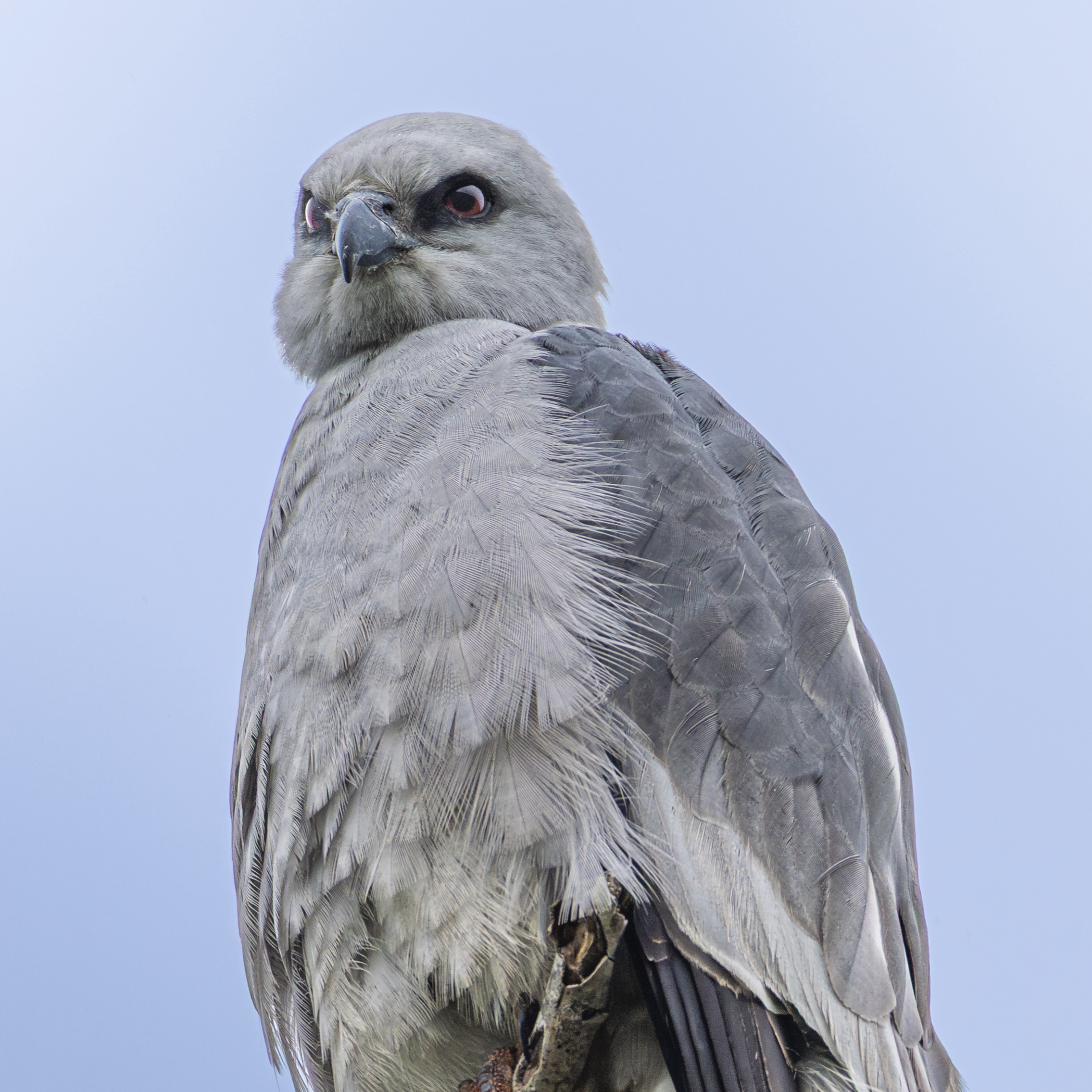 Birding 101 Walk (South Austin)