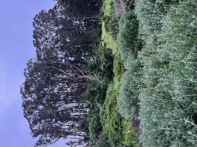 Cover art for #PHRA June Presidio Walk & Chat — Barista Coffee & Brunch
