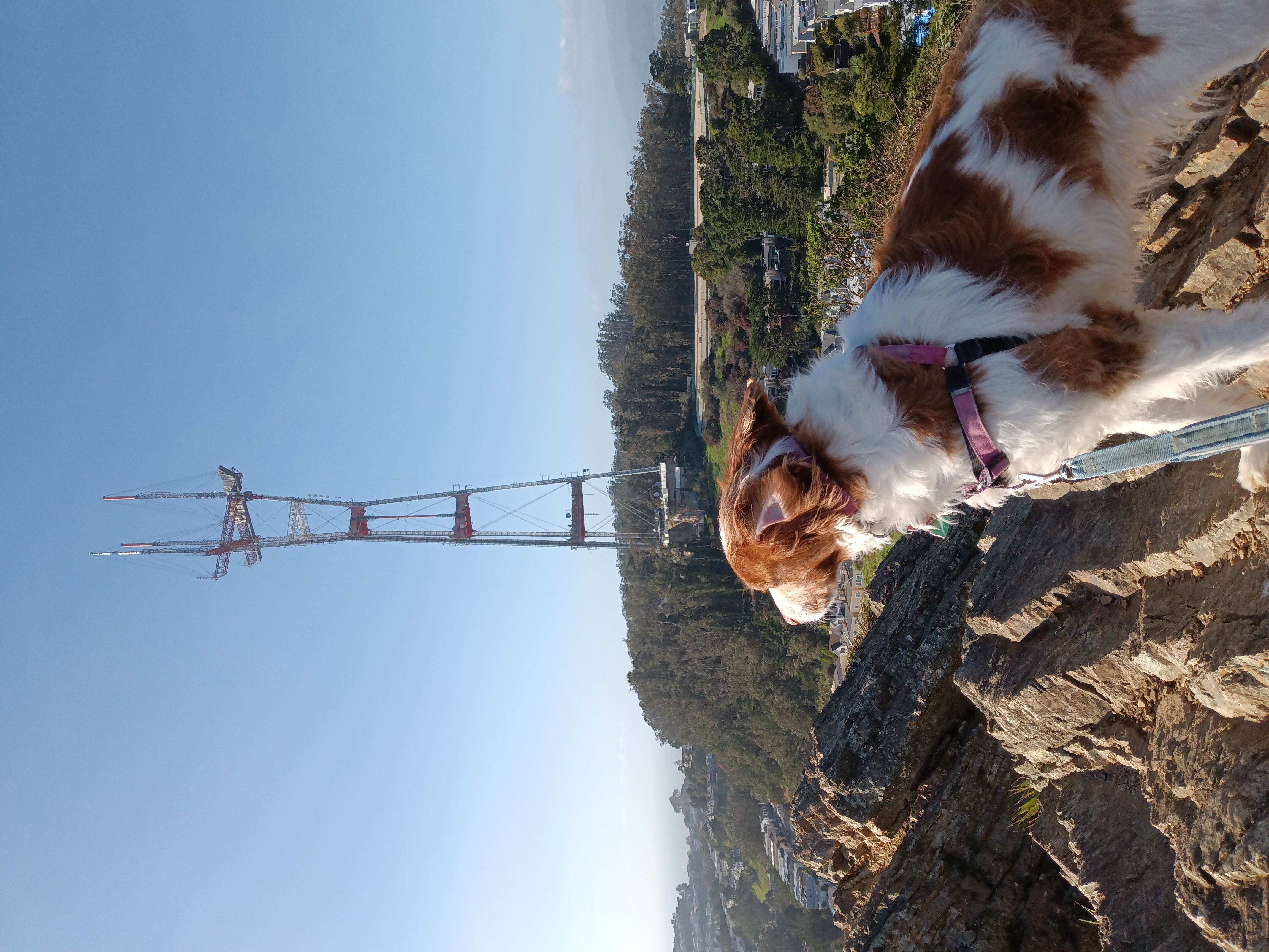 Cover art for #BioPharma Networking Hike: Twin Peaks + Mt Sutro — San Francisco, CA