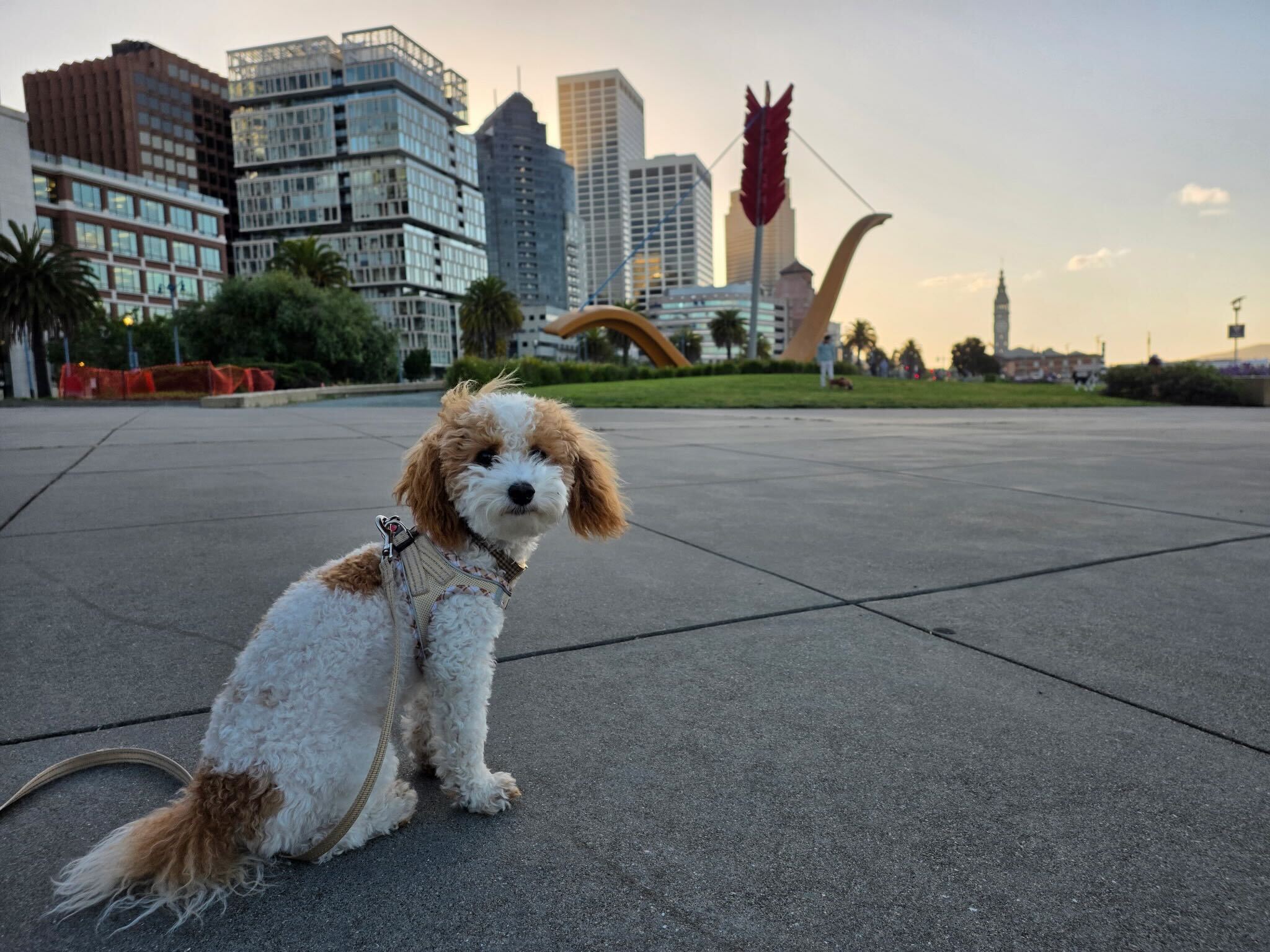 Cover art for #Founders and Startups Dog Walk — Rincon Park