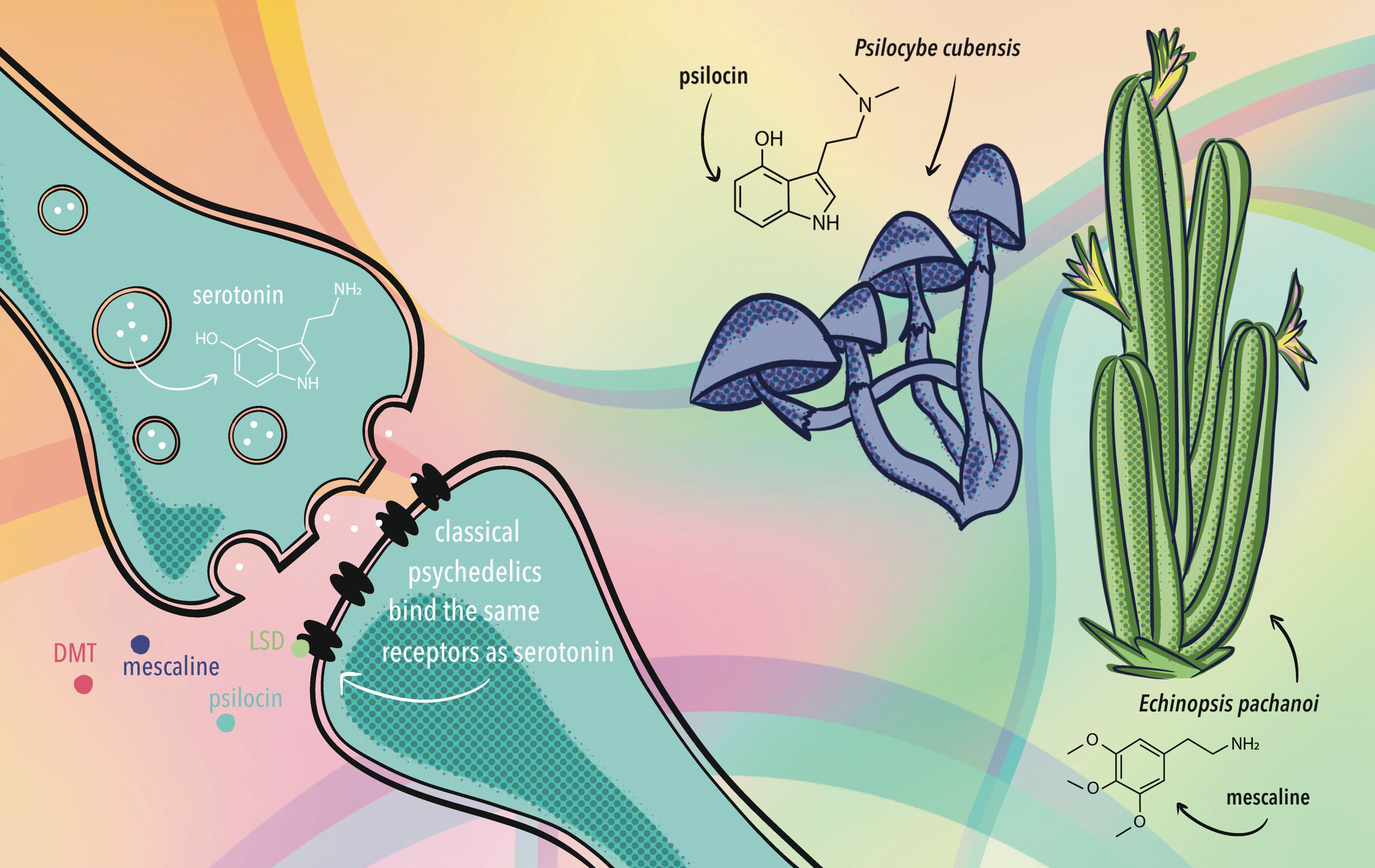 Cognitive Security Meetup & Unconference: "Psychedelics — Opening the Mind or Expanding the Attack Surface?"
