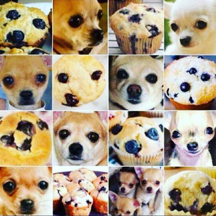 Cover art for #blueberry chihuahuas and coffee — The Bean