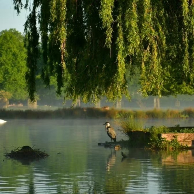 Cover art for #🌳Offline Women Explore the Royal Parks: Bushy Park — Molesey, United Kingdom