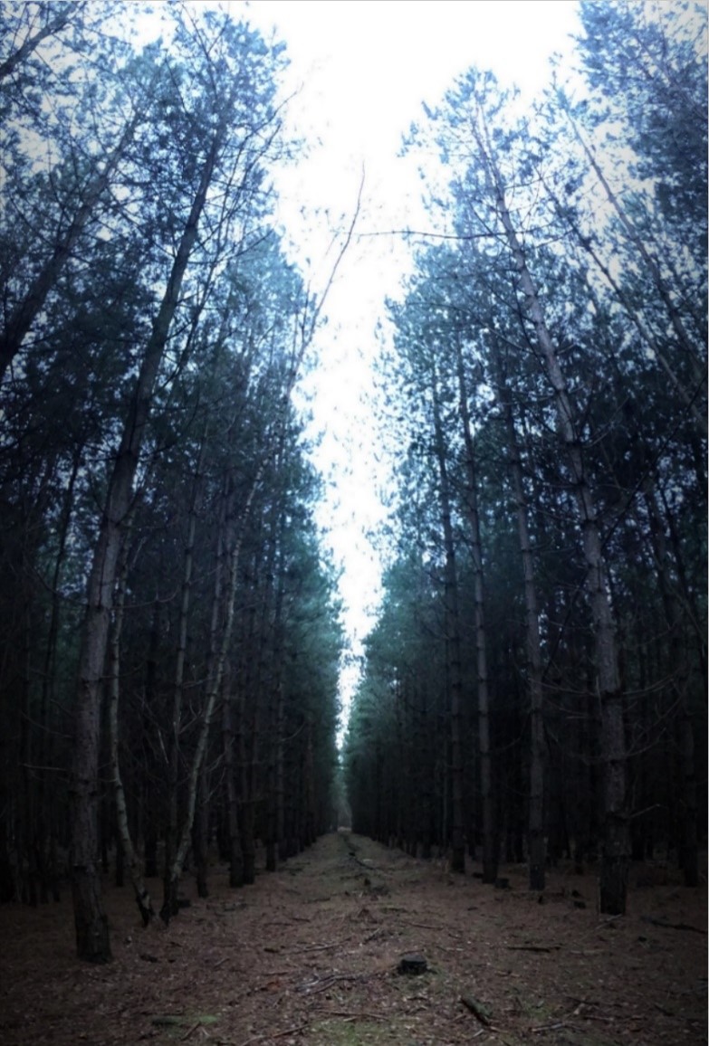 Rendlesham